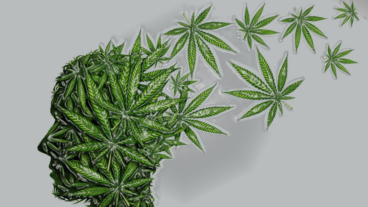 Efectos del cannabis en nuestro cuerpo a corto y a largo plazo